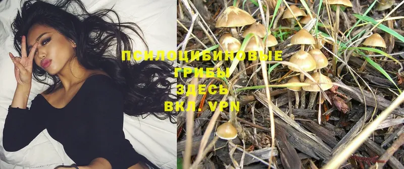 Галлюциногенные грибы MAGIC MUSHROOMS  Гаврилов Посад 